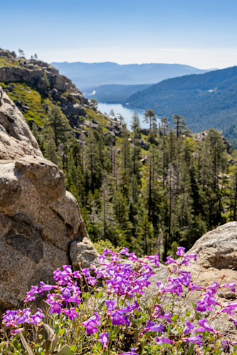 Wildflowers above donner lake 3 tvbezx