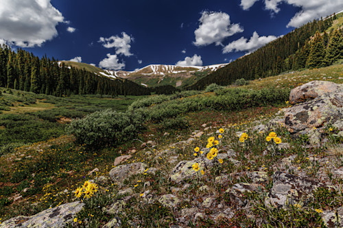 07022025 wildflowers hec2107 cz1bsr