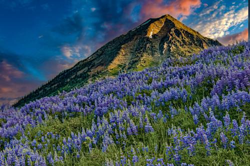 Crested butte lupines 07142004 faa dsc 7824 hnezbx