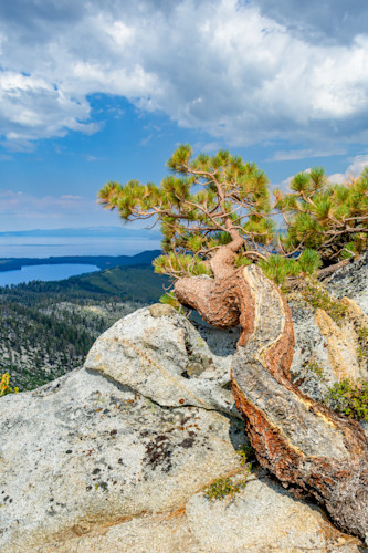 Tahoe tree 3 aslyah