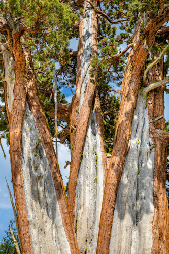 Tahoe tree 4 yvfgy4