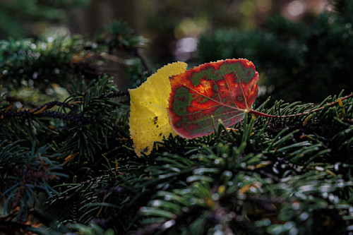 09262025 fall colors pike nf jhe0q1a4785 vkjkmw