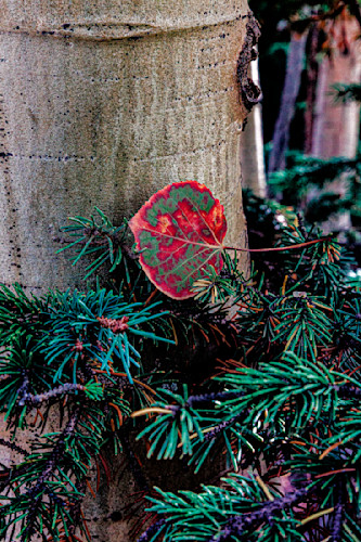 09262025 fall colors pike nf jhe0q1a4864 g9dixc