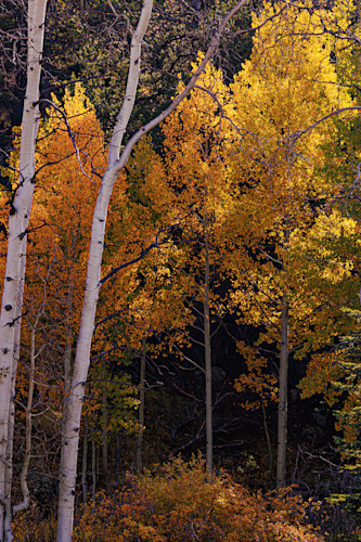 10012025 fall colors ppnf 0q1a4898 xr3ee7