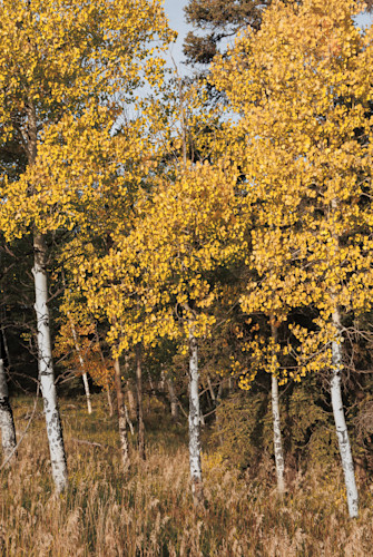 09272025 aspen grove 0q1a4325 jhm2by