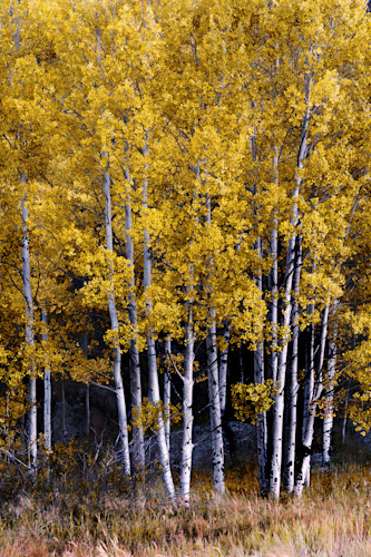 09272025 aspen grove 0q1a4335 syczh8