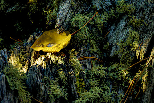 10052025 fall colors meuller sp 0q1a5167 vzwidx