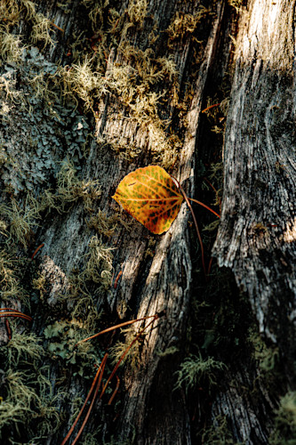 10052025 fall colors meuller sp 0q1a5208 gbsnfo