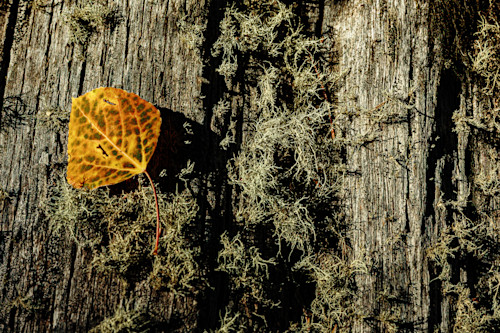 10052025 fall colors meuller sp 0q1a5219 geyhpv