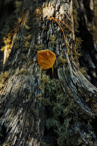 10052025 fall colors meuller sp 0q1a5158 bltlit
