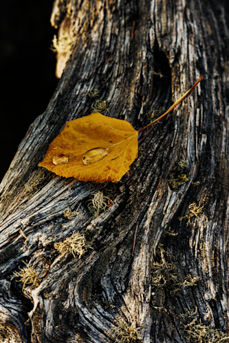 10052025 fall colors meuller sp 0q1a5173 mymdir