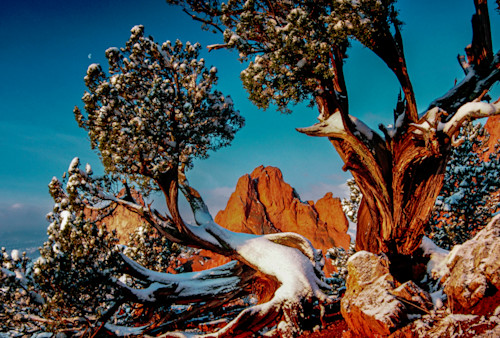 10282025 buzzi tree gog nny4fv