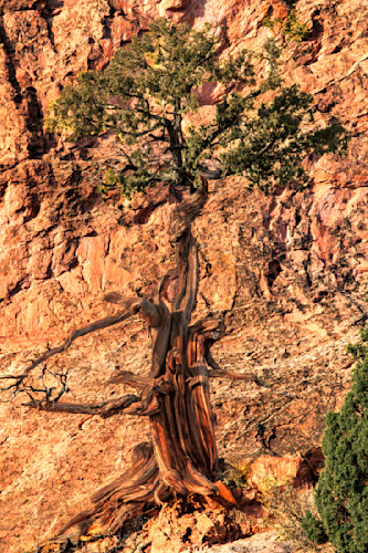 11042026 gog juniper 0q1a5755 xjkfuu