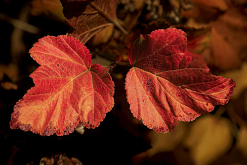 11072025 fall colors 0q1a5842 mwtrxl