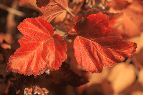 11072025 fall colors 0q1a5841 cvkt1t