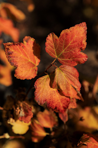 11072025 fall colors 0q1a5825 mbudel