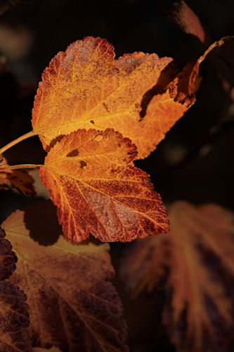 11072025 fall colors 0q1a5844 ukzfd6