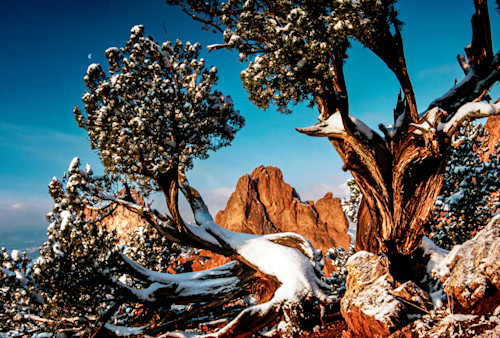 Colorado gog buzzitree 2010 00030 amne2f