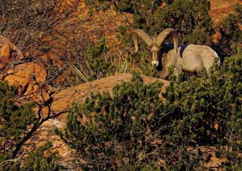 02062025 gog bighorn sheep jhel5404 icmo0d