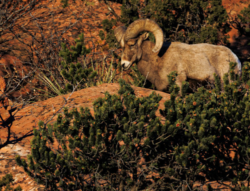 02062025 gog bighorn sheep jhel5397 aljmgf