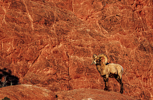 02062025 gog bighorn sheep jhel5333 apdtqt