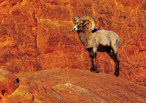 02062025 gog bighorn sheep jhel5331 xdsbvv