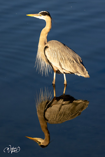 Blue heron 29 c83lmj