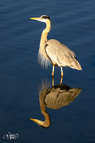 Blue heron 31 oiamk2