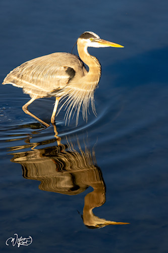 Blue heron 34 w5f7mh