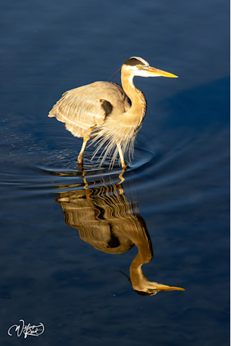 Blue heron 33 yslkwx