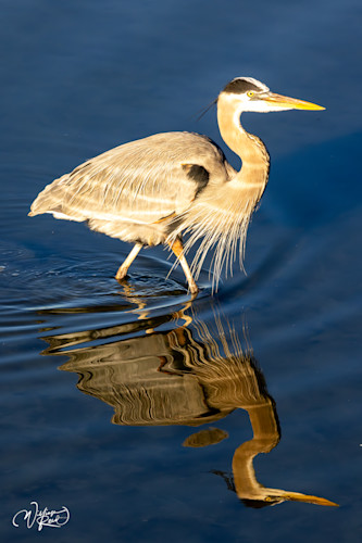 Blue heron 35 hizrot