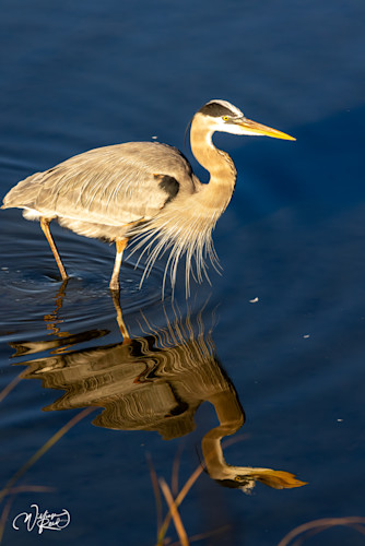 Blue heron 39 hyg51n