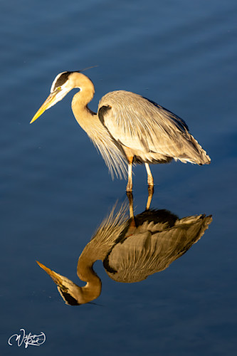 Blue heron 9 bxuirh