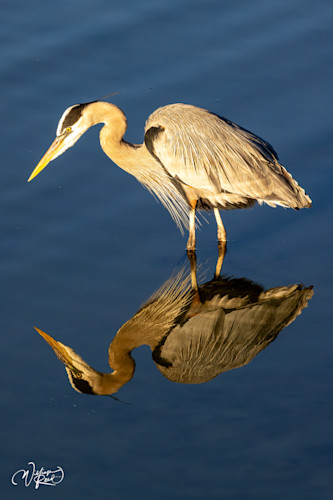 Blue heron 10 xbkelh