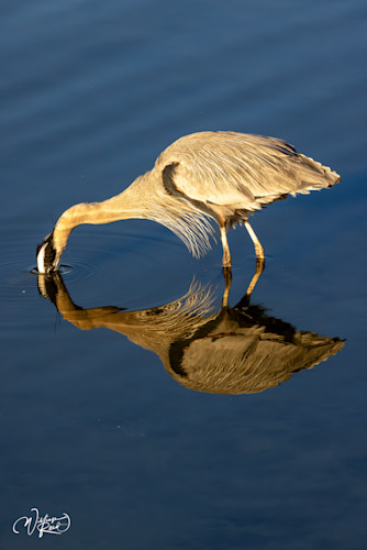Blue heron 13 rnbiur