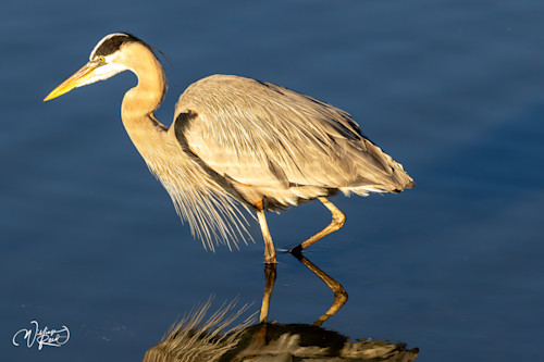 Blue heron 17 hql8at