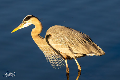 Blue heron 16 nowq5t