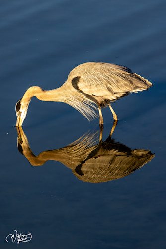 Blue heron 12 xkhnft