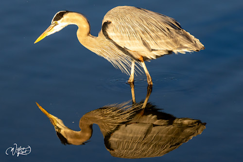 Blue heron 18 vxrp9f