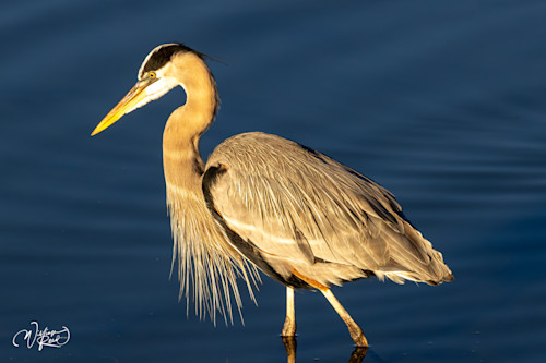 Blue heron 23 ug9mko