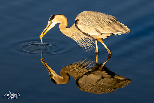 Blue heron 20 c2mohe