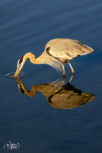 Blue heron 14 njuk6q