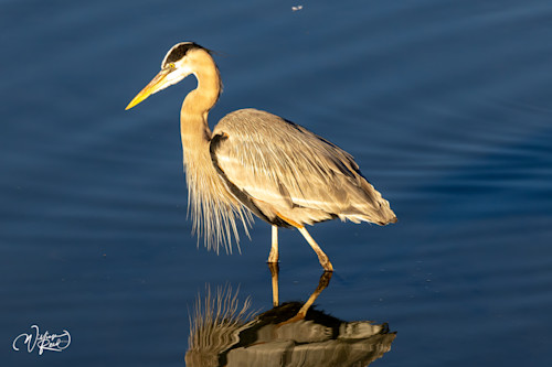 Blue heron 25 hqufyf