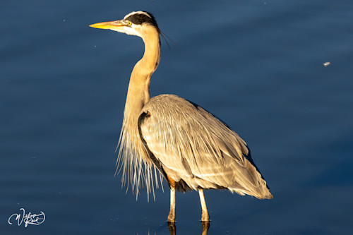 Blue heron 26 pflxu0