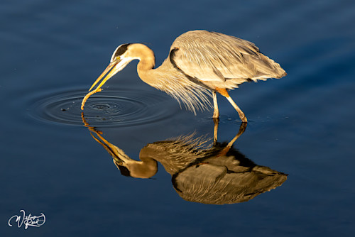 Blue heron 21 p2t7bv