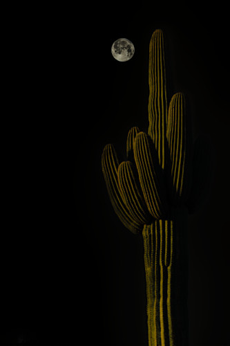 08202022 stv moon cacti imgc2424 ese8xh