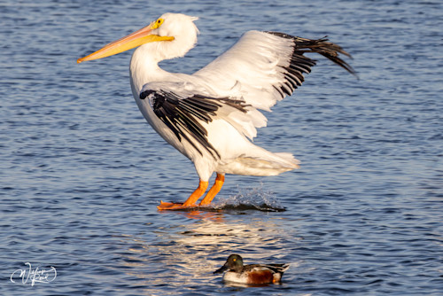 American white pelican 10 nqbdil