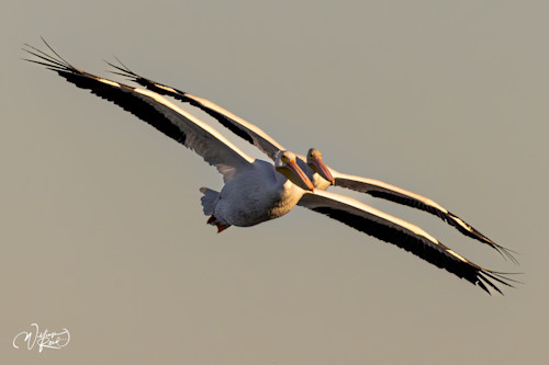 American white pelican 18 zei2vt