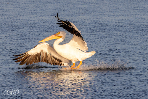 American white pelican 15 cuhsss