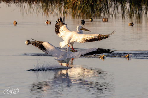 American white pelican 27 pvjnyb